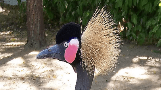 Présentation de Gobo